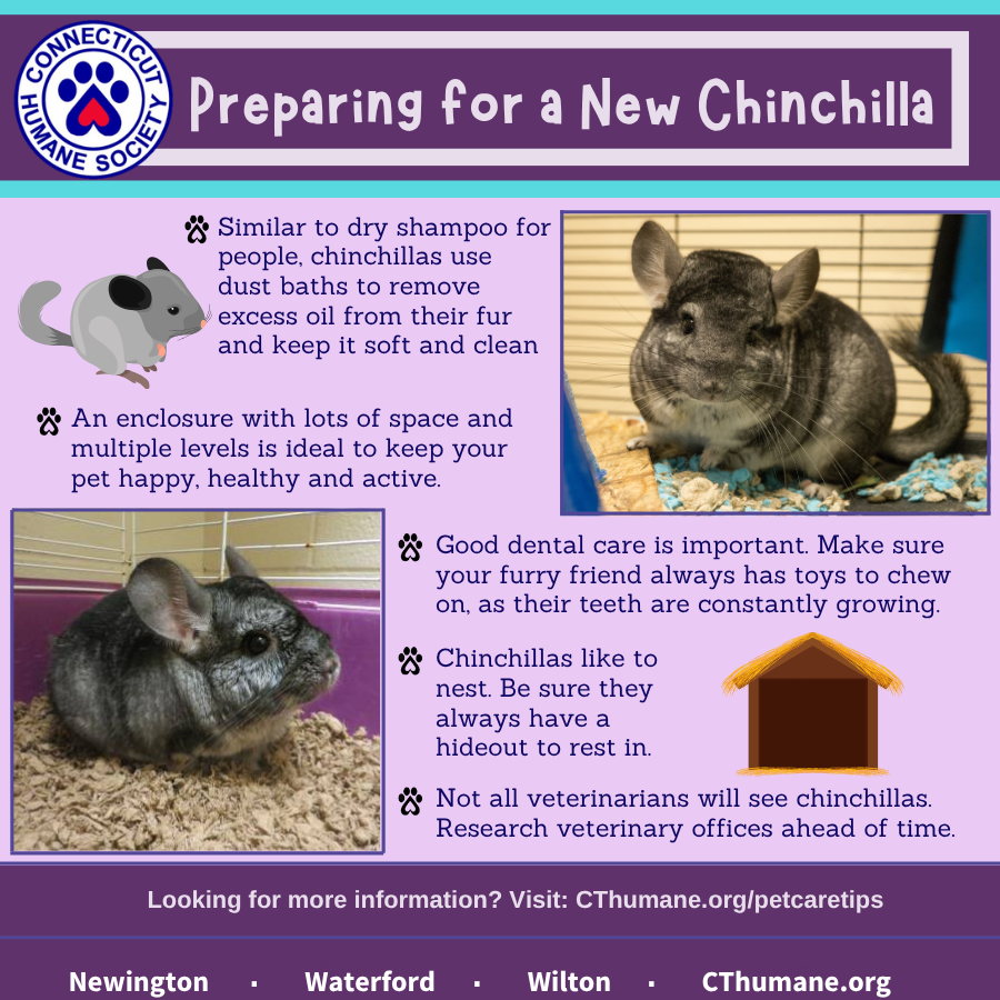 Prep for Chinchilla - Updated 10.2025 (2)