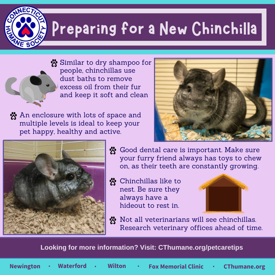 Prep for Chinchilla - Updated 10.2025