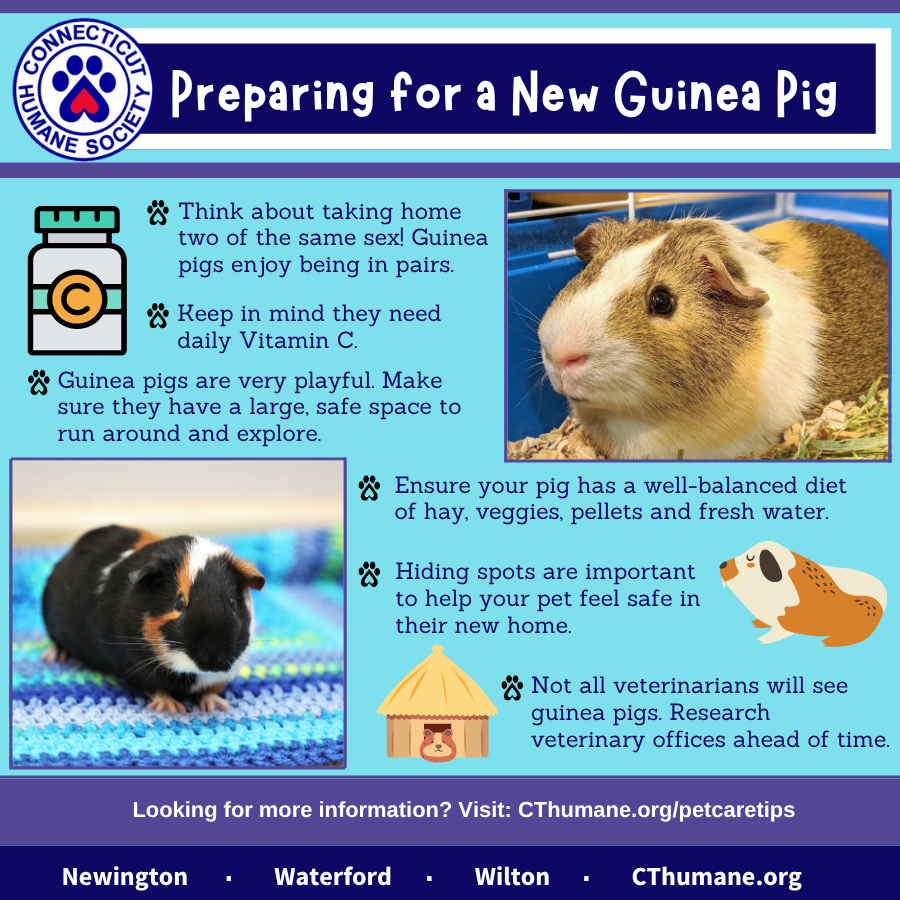 Prep for Guinea Pig - Updated 10.2025 (2)