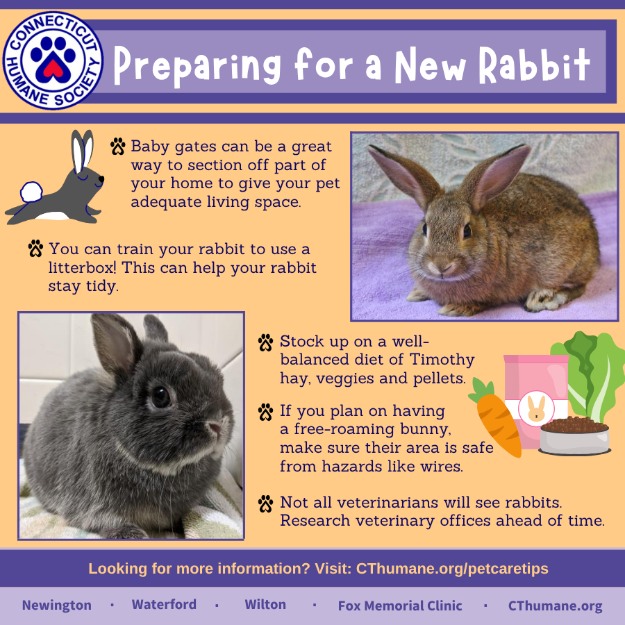 Prep for Rabbit - Updated 10.2025