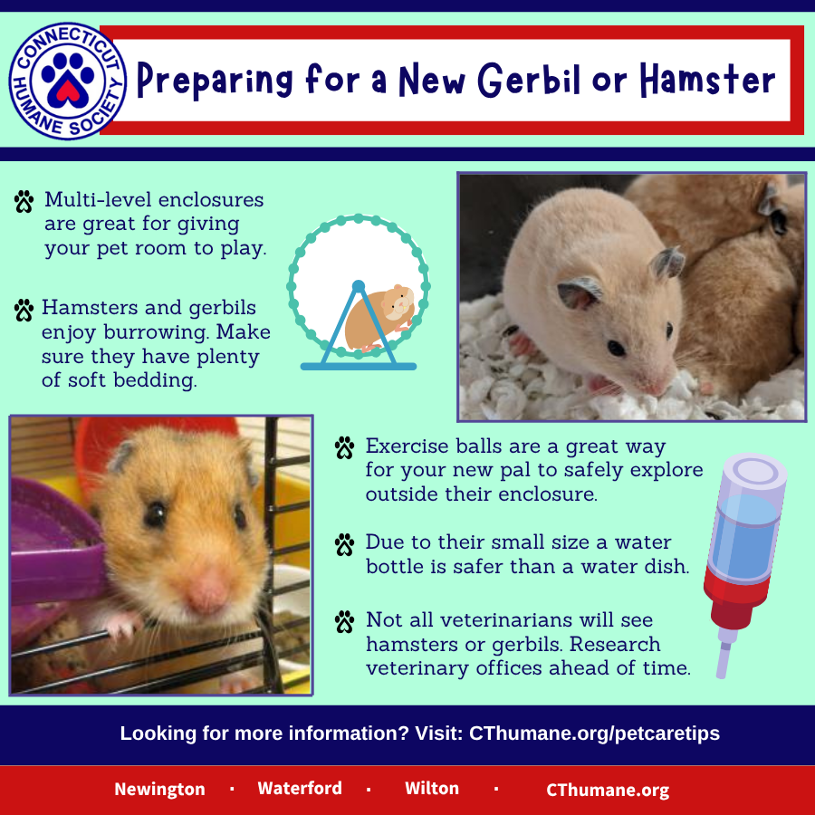 Prep for a Gerbilhamster - Updated 10.2025 (2)