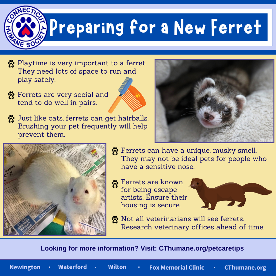 Prep for ferret - Updated 10.2025