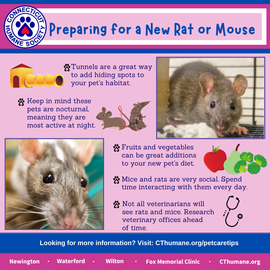 Prep for ratmouse - Updated 10.2025
