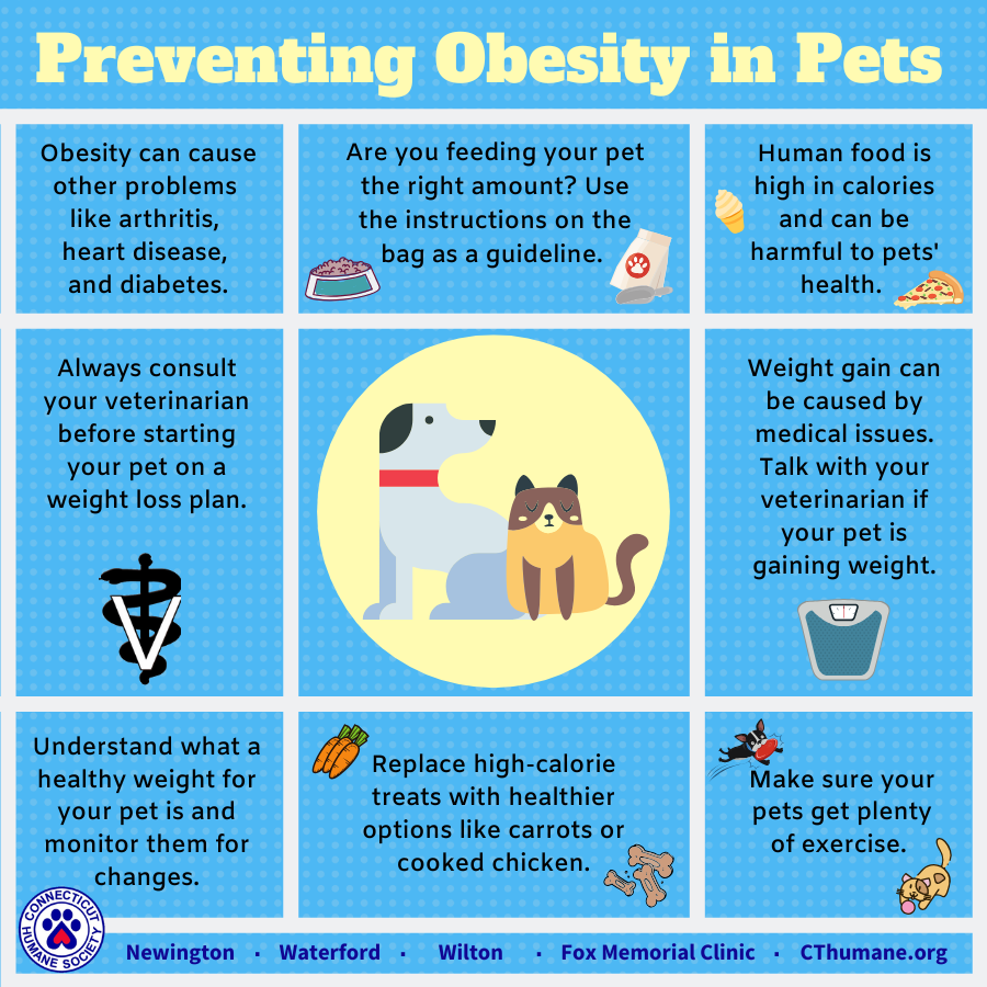 Preventing Obesity in Pets - Updated 10.2025