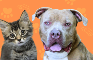 SNE loves pets landing page banner