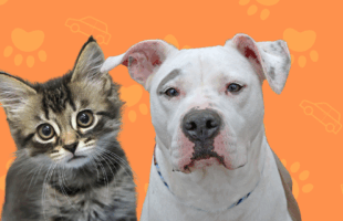 Subaru Loves Pets Homepage Slider (1)