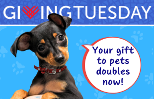 2025 homepage buttons - Giving Tuesday