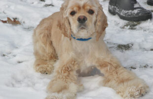 24255973717_ce08a630c3_o