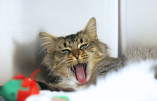 54944593039_df3fefd816_o