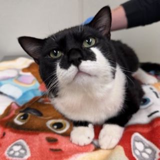 Marshmallow A55179418