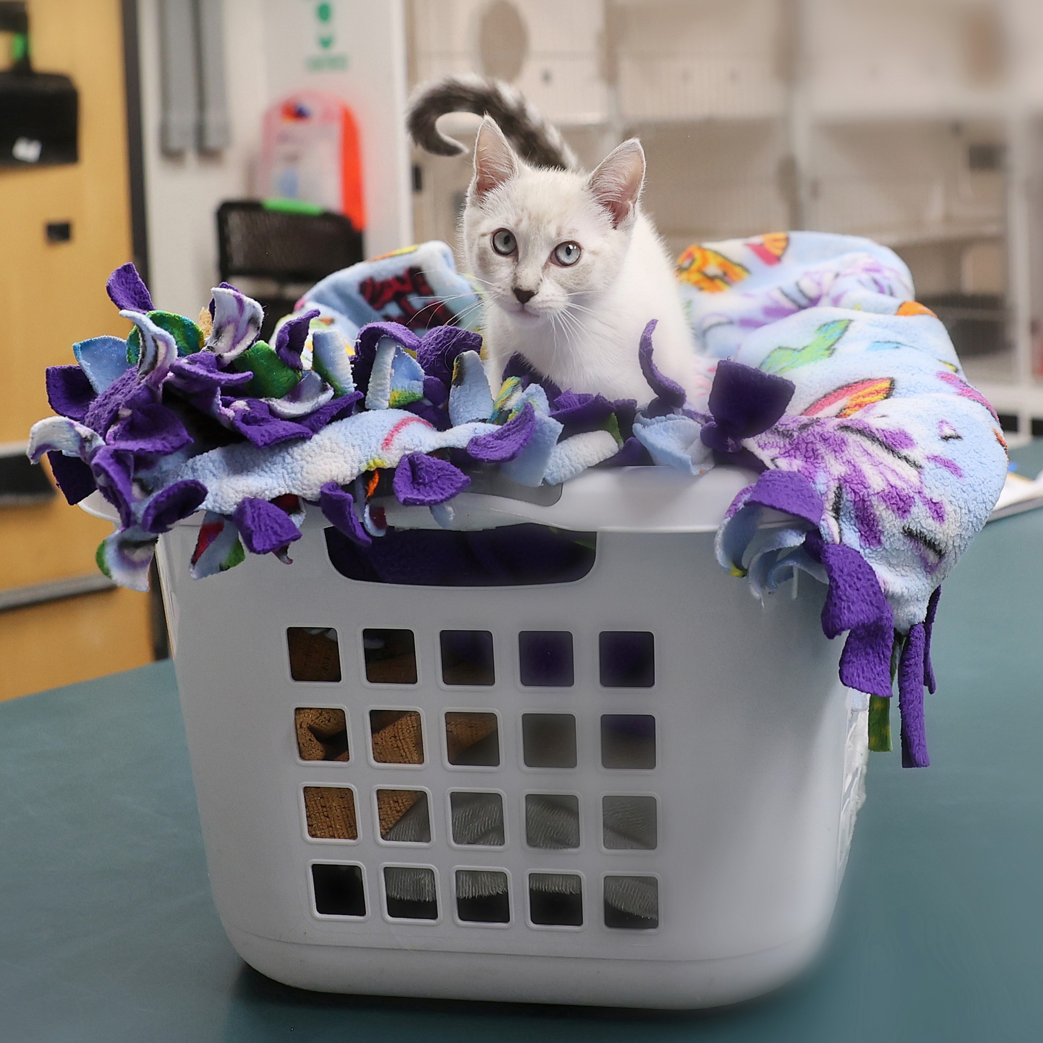 2025-12-04 281 blur Laundry basket kitten volunteer
