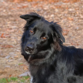 Daphne (2) Daphne (2)