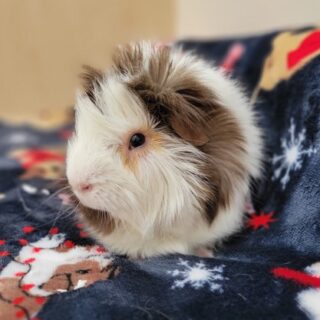 f7f72893-2f9e-482b-a0d9-cfa75e3d30a4