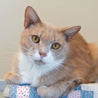 FRito Crunch A58791909