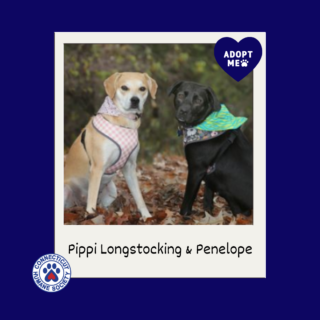 Pippi Longstocking + Penelope - Adopt Me