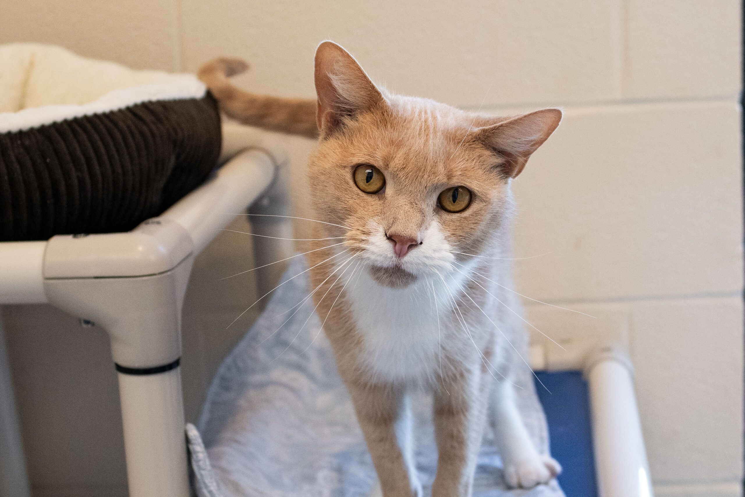 54819050530_e544a0550a_o