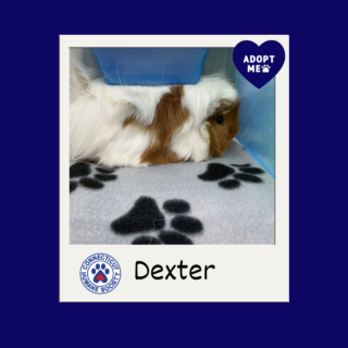 Dexter - Adopt Me