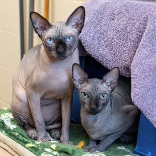 Halo-Borealis-scaled