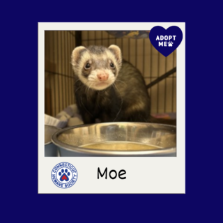 Moe the Ferret - Adopt Me