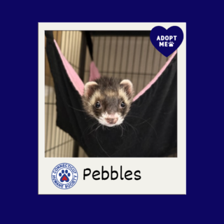 Pebbles the Ferret - Adopt Me