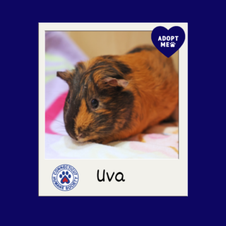 Uva - Adopt Me Uva - Adopt Me