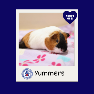 Yummers - Adopt Me Yummers - Adopt Me