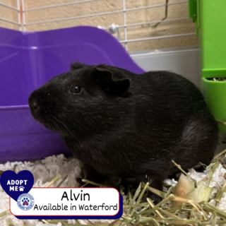 Alvin - Adopt Me - Waterford