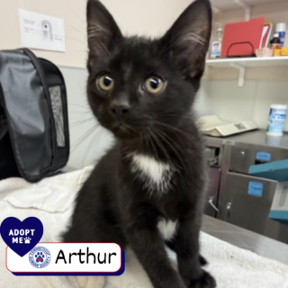 Arthur - Adopt Me Arthur - Adopt Me