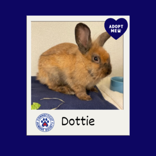 Dottie - Adopt Me