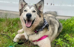 HMF homepage buttons (1) HMF homepage buttons (1)