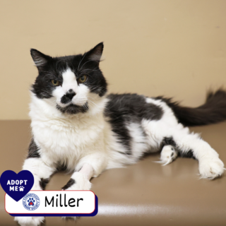 Miller - Adopt Me Miller - Adopt Me