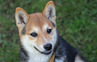 shiba inu dog in grass
