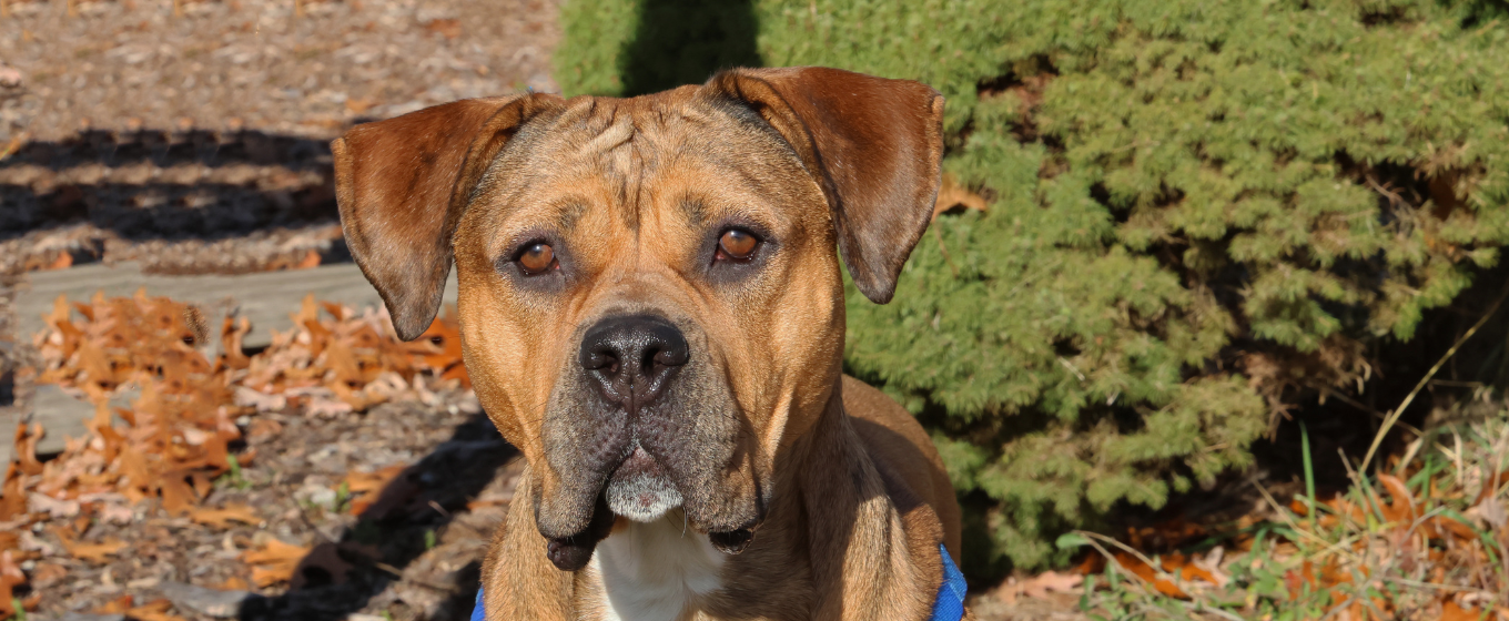 Rescue Partners – Connecticut Humane Society