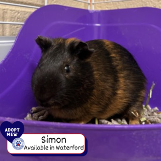 Simon- Adopt Me - Waterford