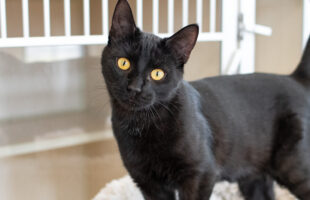 black cat with yellow eyes