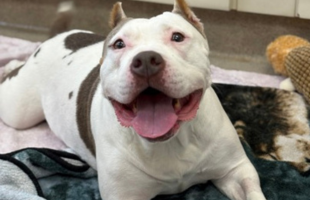 2025 homepage buttons