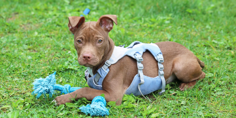 puppy in harness with rope toy