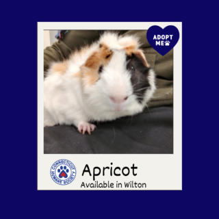 Apricot - Adopt Me