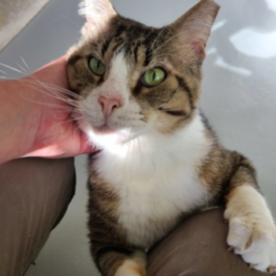 tiger and white cat getting petted