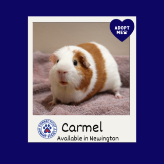 Carmel - Adopt Me