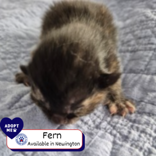 Fern - Adopt Me