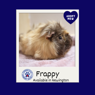 Frappy - Adopt Me