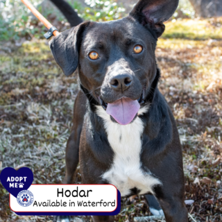 Hodar - Adopt Me