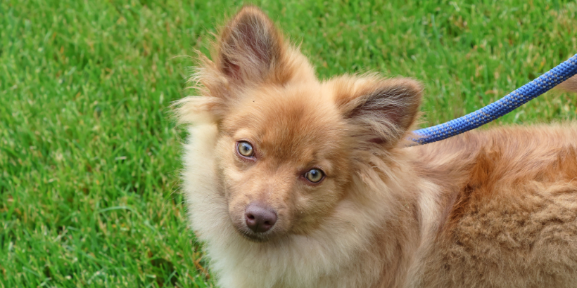 Intestinal Parasites Article tan fluffy dog with questioning eyes