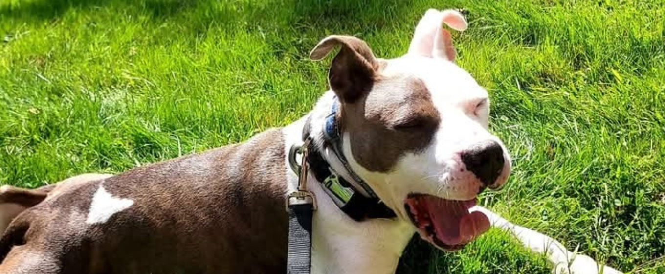 Lucia - Web Header brindle and white pit bull yawning
