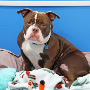 brown and white pit bull snuggling in blankets