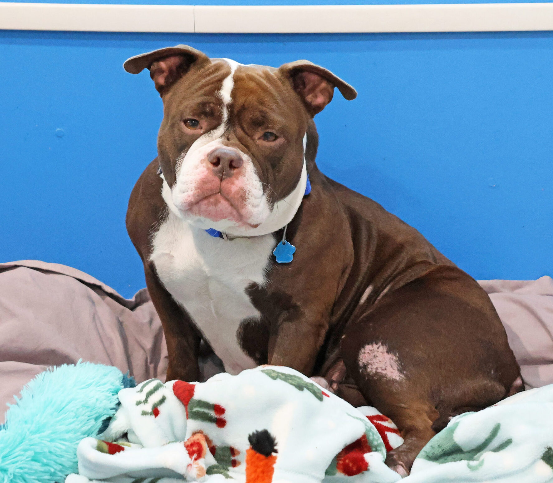 Marci brown and white pit bull snuggling in blankets