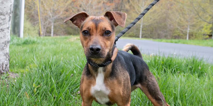 tricolor mixed breed dog