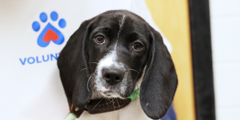 hound puppy with volunteer