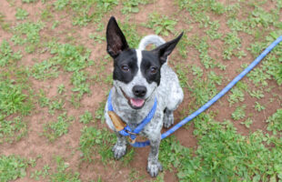Debutante - Tongue Out Tuesday (1)